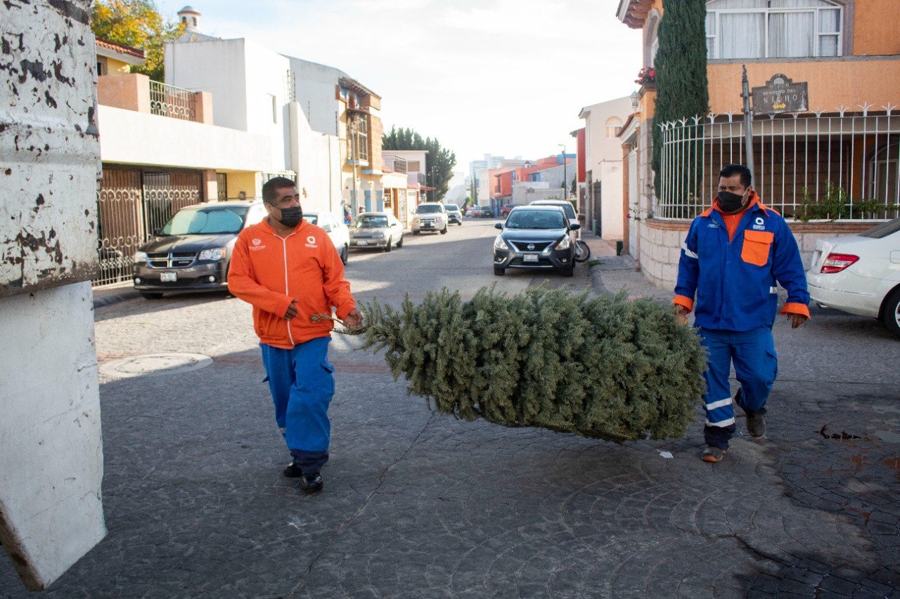 En marcha recolección de árboles de navidad naturales - Grupo Informativo  Querétaro