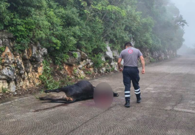 Investigan autoridades si ataque de puma causó la muerte de ganado en Landa de Matamoros