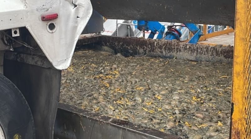 Suspende PEPMADU equipo y recepción de insumos en procesadora de alimentos en El Marqués tras denuncias por malos olores