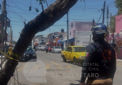 Aseguran árbol de 6 metros de altura inclinado en Lomas de Casa Blanca