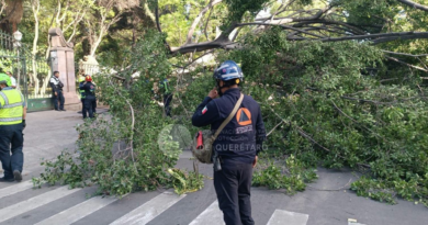 Fallece un hombre y una menor resulta herida tras colapso de un árbol en la Avenida Corregidora