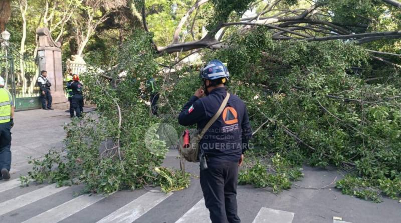 Fallece un hombre y una menor resulta herida tras colapso de un árbol en la Avenida Corregidora