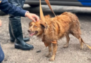 Rescatan a perrita “Muñeca” al interior de un dren en la colonia El Rocío