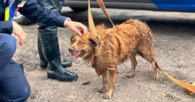 Rescatan a perrita “Muñeca” al interior de un dren en la colonia El Rocío