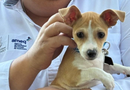 Anuncia AMEQ la segunda Jornada Petfriendly para el registro de mascotas y transporte en Qrobus
