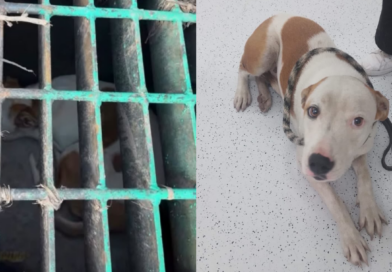 Rescata a ‘lomito’ atrapado en desagüe de Ciudad del Sol