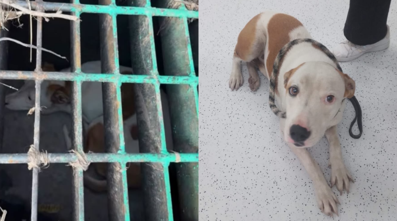 Rescata a ‘lomito’ atrapado en desagüe de Ciudad del Sol